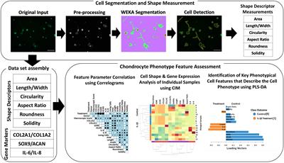Cell morphology as a biological fingerprint of chondrocyte phenotype in control and inflammatory conditions